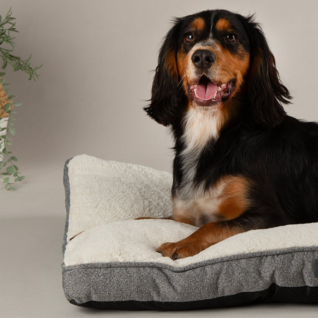 Dog Mattresses