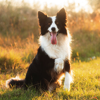 Dog Food - Medium Breed