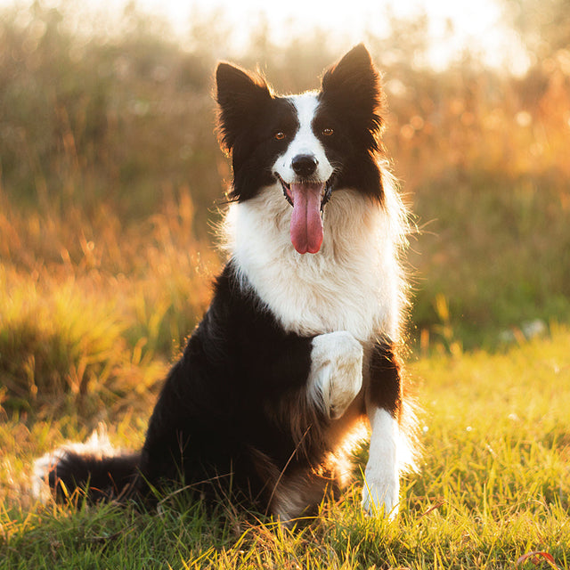 Dog Food - Medium Breed