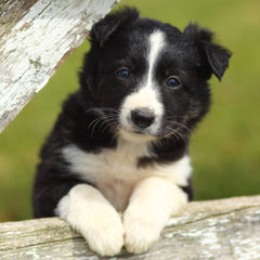 Collection image for: Puppy Food - Medium Breed
