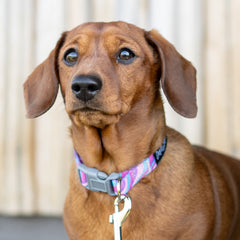 Collection image for: Dog Patterned Collars