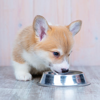 Puppy Food