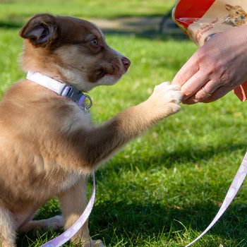 Puppy Treats