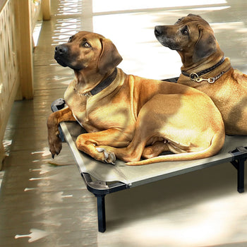 Dog Raised Beds