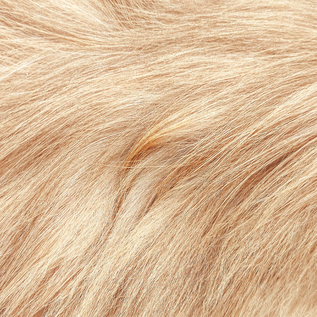 Dog Dry Food - Skin & Coat