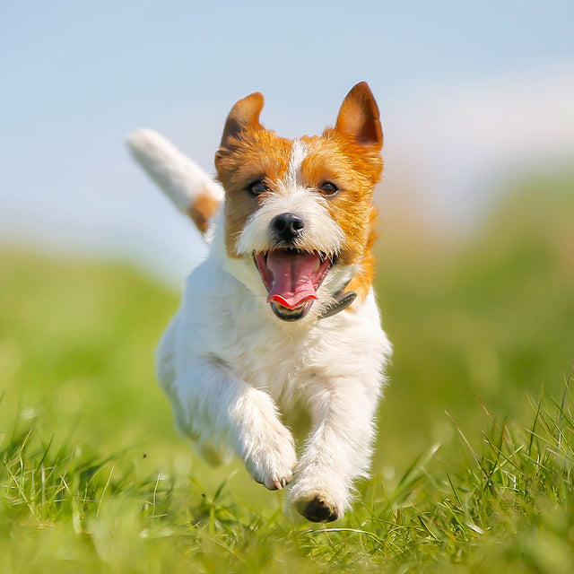 Dog Flea, Tick & Worming - Small 6-10kg