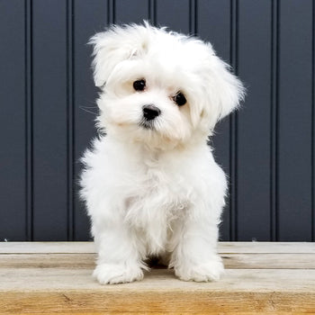 Puppy Food - Small Breed