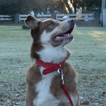 Dog - Collars, leads & harnesses