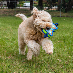 Collection image for: Dog - Toys