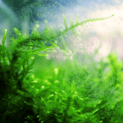 Collection image for: Aquarium Algae Control