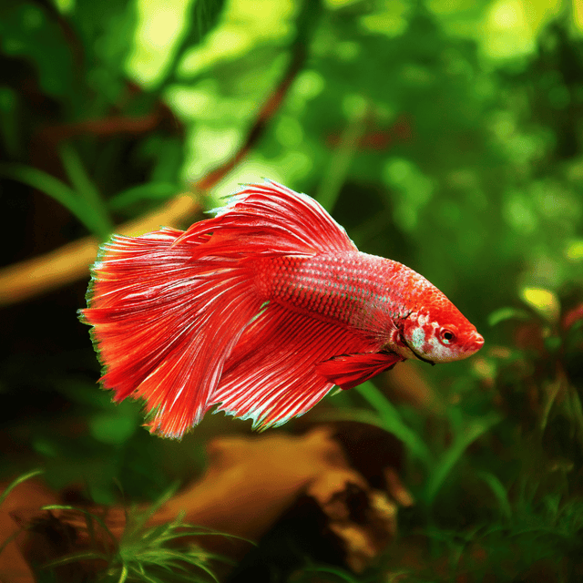 Betta Aquariums