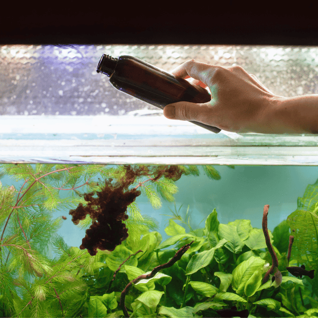 Fish Medications & Health Treatments