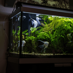 Collection image for: Medium Aquariums 101-200L