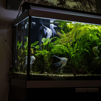 Medium Aquariums 101-200L