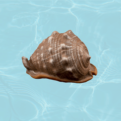 Collection image for: Shell Aquarium Ornaments