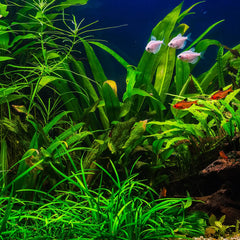 Collection image for: Aquarium Plant Care