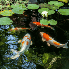 Collection image for: Pond Water Care
