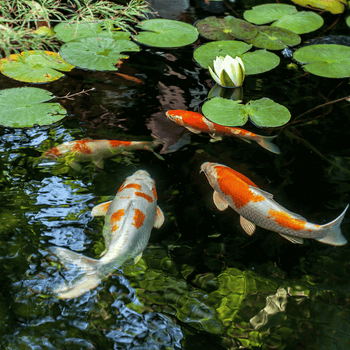Pond Water Care