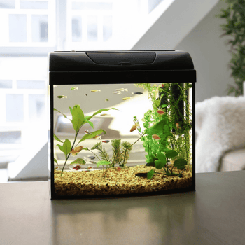 Small Aquariums 1-100L