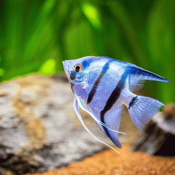 Fish Stress Relief & Recovery