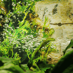 Collection image for: Aquarium Water Conditioners