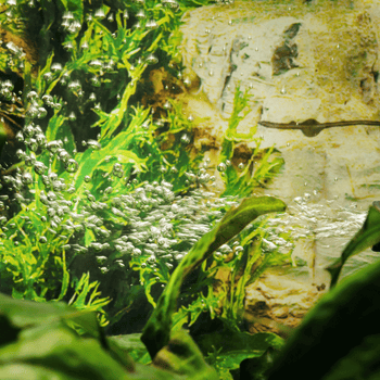 Aquarium Water Conditioners