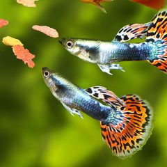 Collection image for: Fish - Food