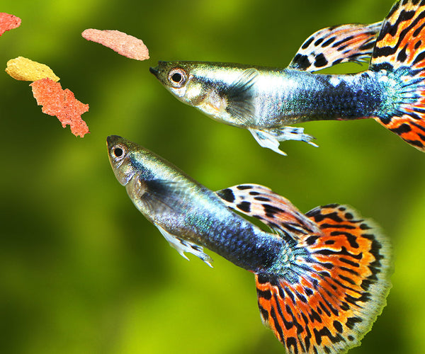 Fish Food - Pets Domain