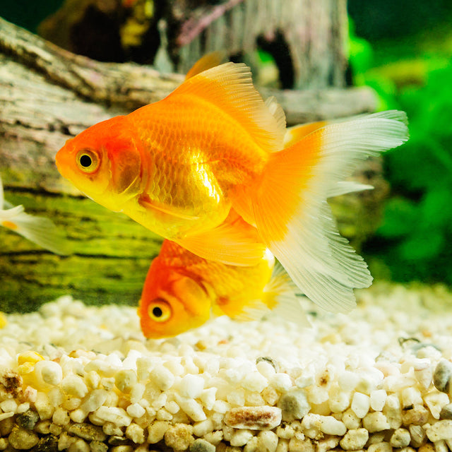 Fish Food - Freshwater