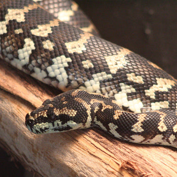 Reptile Food - Frozen