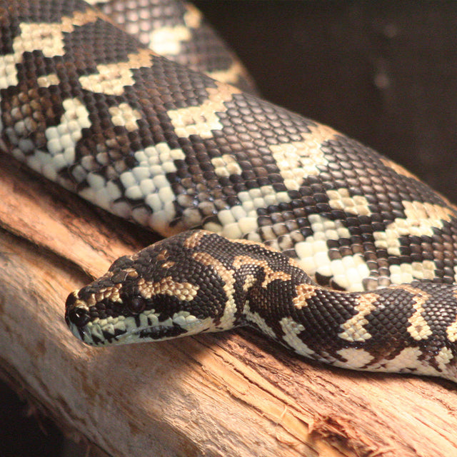 Reptile Food - Frozen