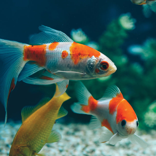 Goldfish Food