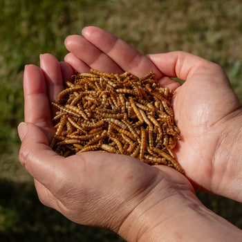 Reptile Food - Insect