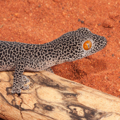 Collection image for: Lizard Food