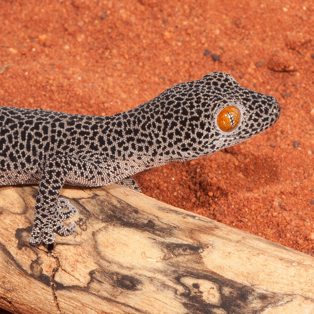 Lizard Food
