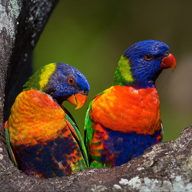 Lorikeet Food