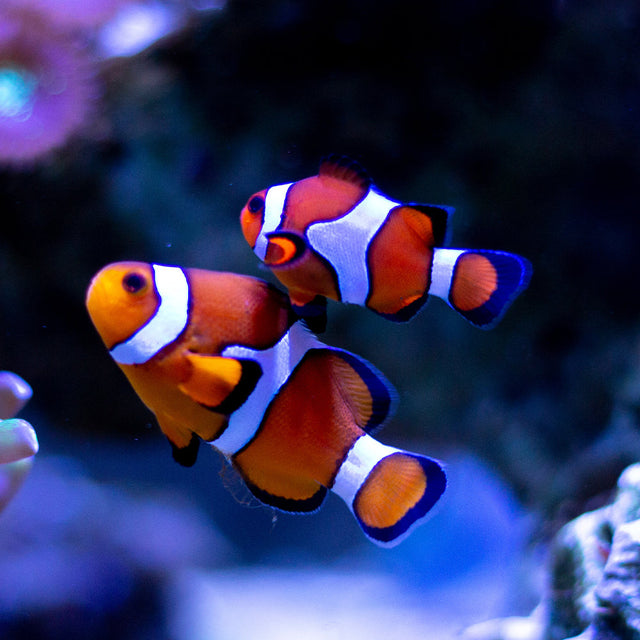 Fish Food - Marine