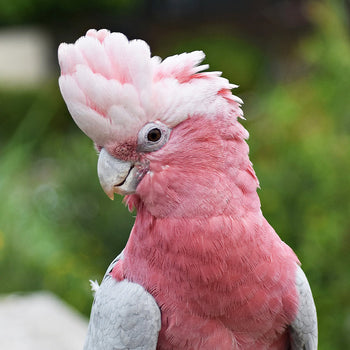 Parrot Food