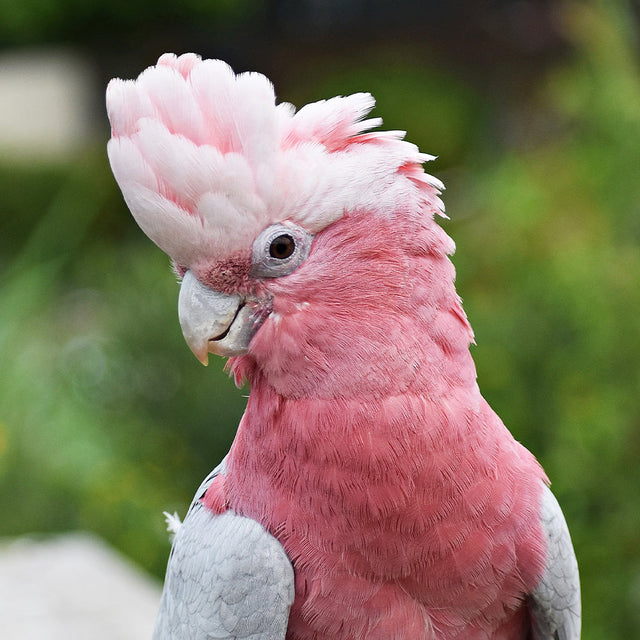 Parrot Food