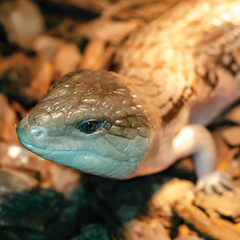 Collection image for: Reptile - Food