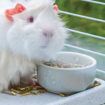 Small Animal - Bowls & feeding