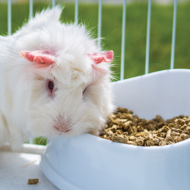 Guinea Pig Food