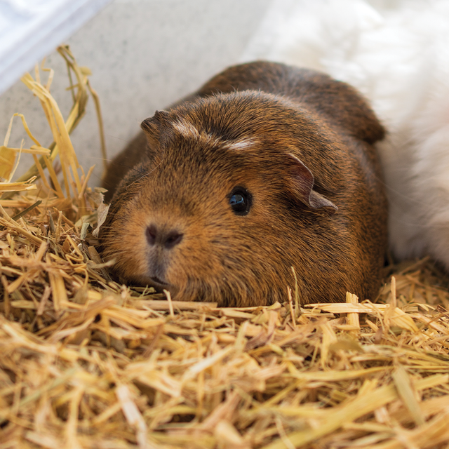 Small Animal Hay & Bedding