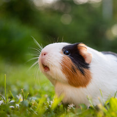 Collection image for: Guinea Pig Harness & Lead Sets