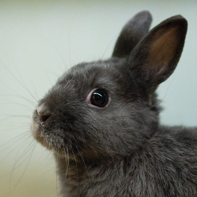 Rabbit Food
