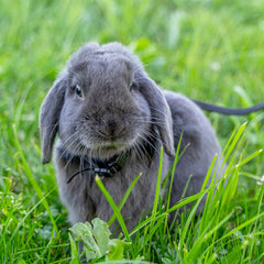 Collection image for: Rabbit Harness & Lead Sets