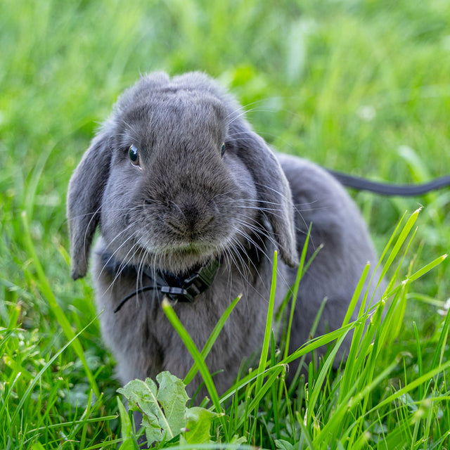 Rabbit Harness & Lead Sets