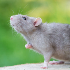 Collection image for: Rat & Mouse Food