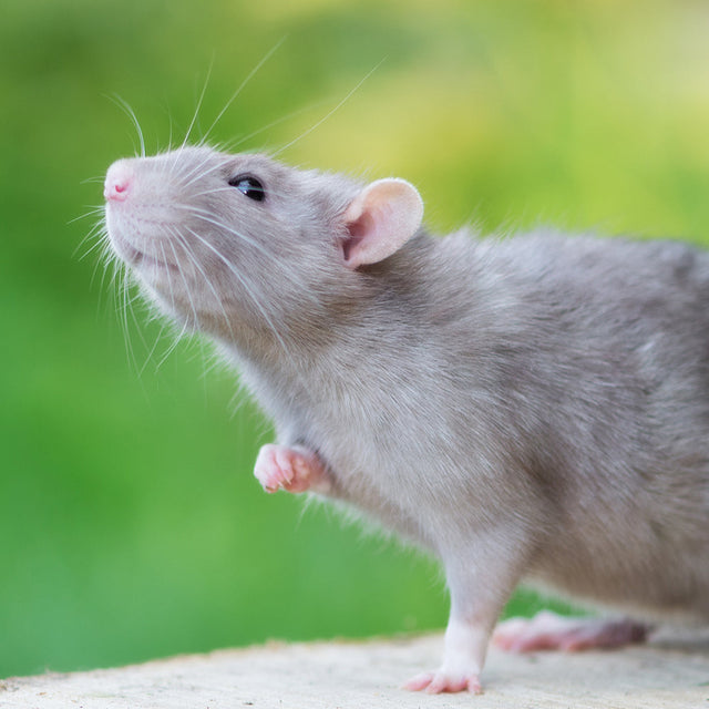 Rat & Mouse Food