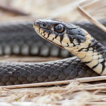 Snake Food